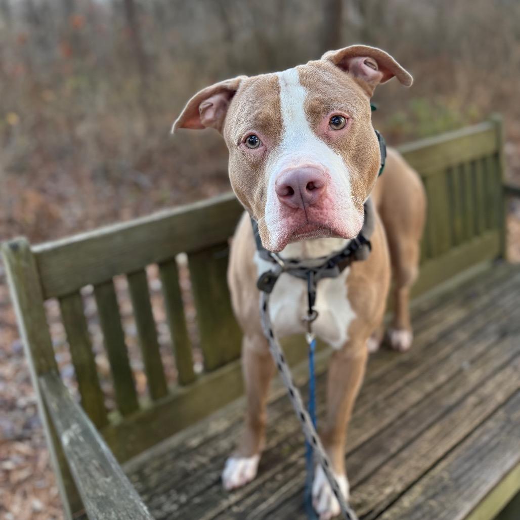 7 Brew 165, a Adoptable mixed breed in Canastota, NY image 6/6