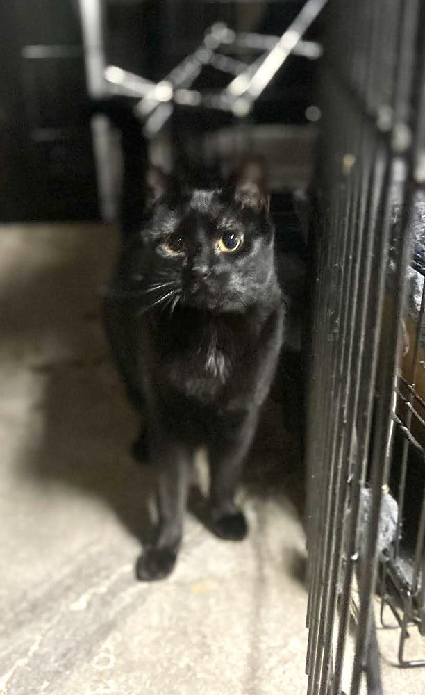 Sassy, a Adoptable Domestic Short Hair in Patchogue, NY image 1/6