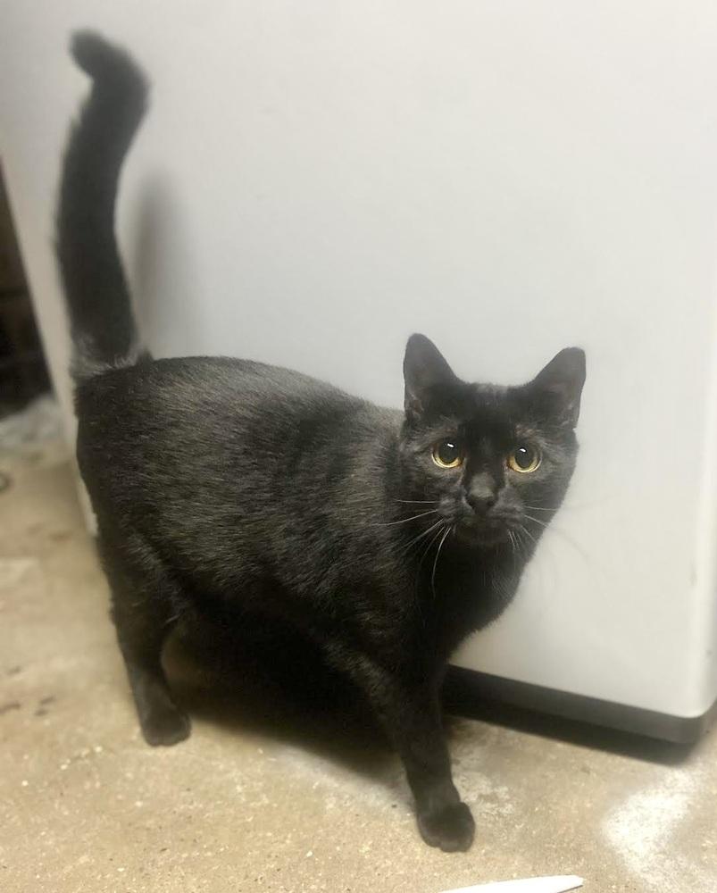 Sassy, a Adoptable Domestic Short Hair in Patchogue, NY image 2/6