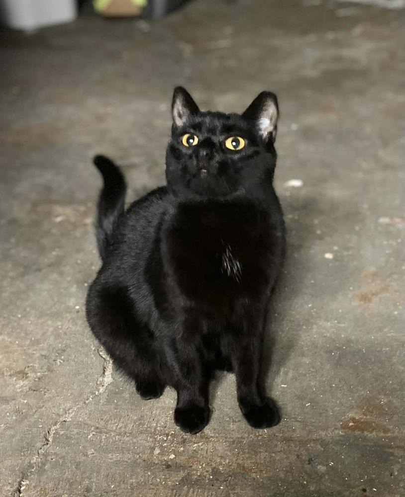 Sassy, a Adoptable Domestic Short Hair in Patchogue, NY image 3/6