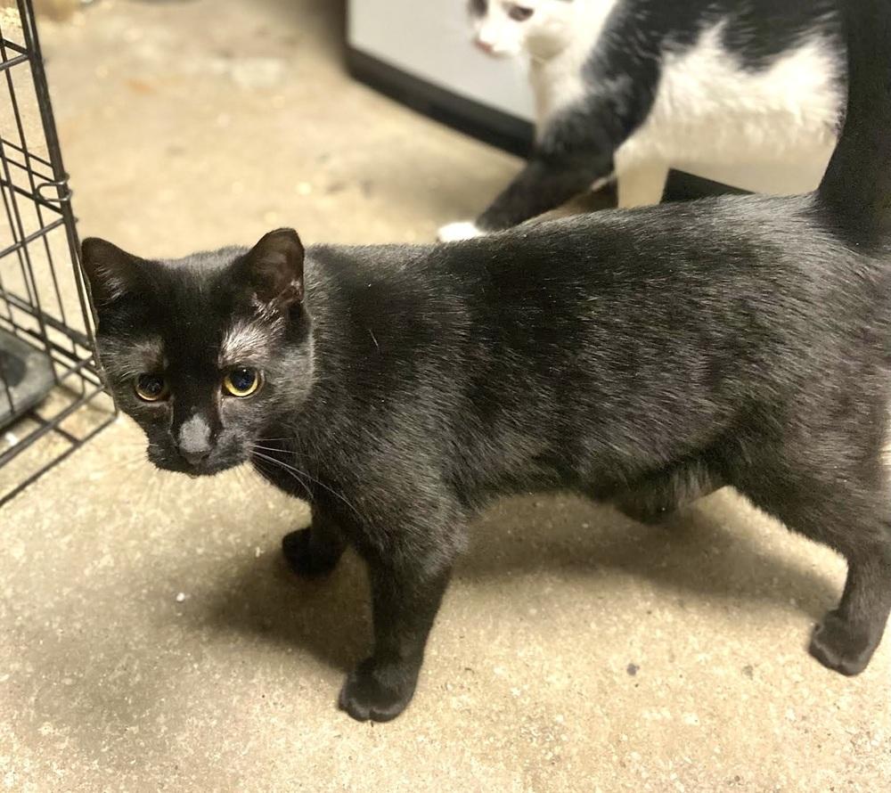 Sassy, a Adoptable Domestic Short Hair in Patchogue, NY image 4/6