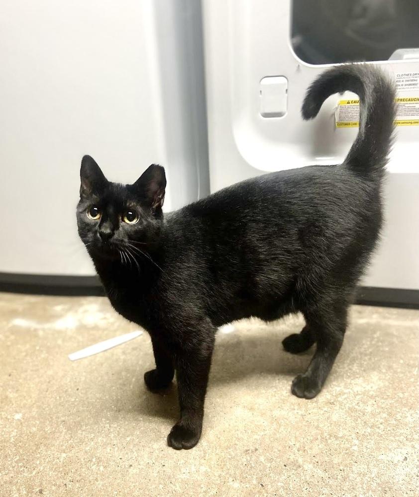 Sassy, a Adoptable Domestic Short Hair in Patchogue, NY image 5/6