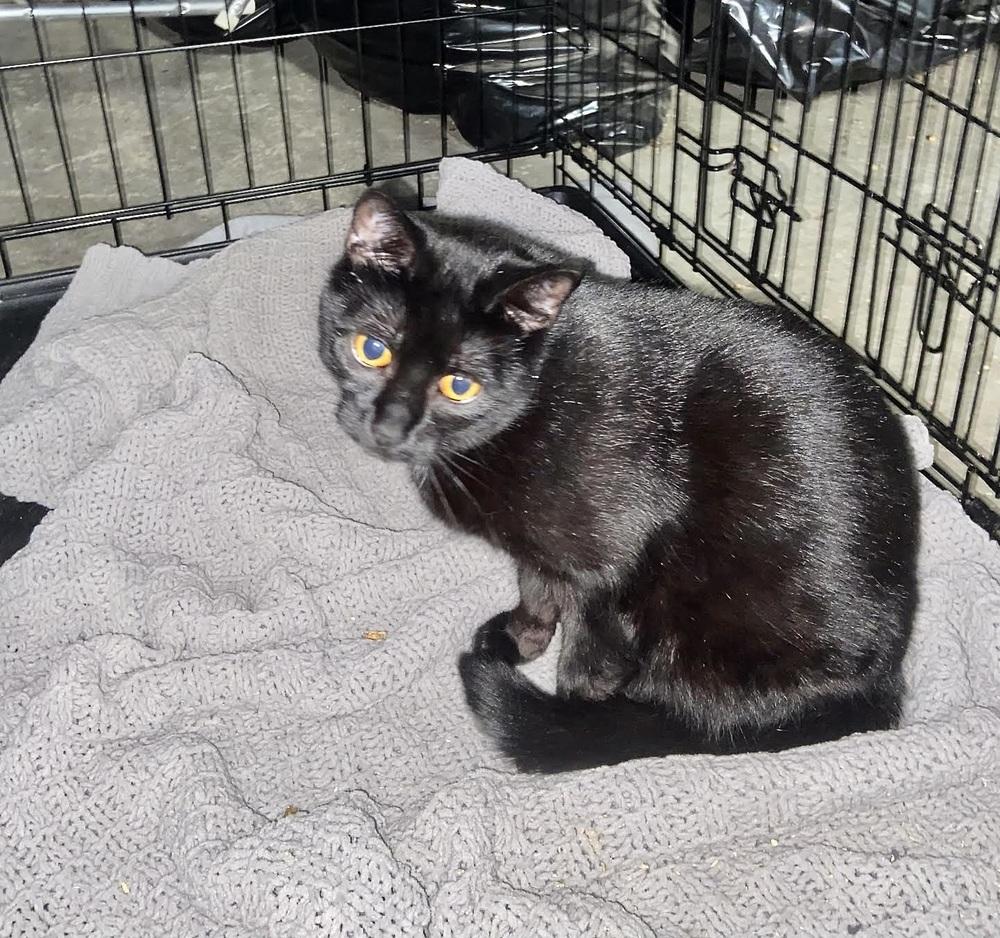 Sassy, a Adoptable Domestic Short Hair in Patchogue, NY image 6/6