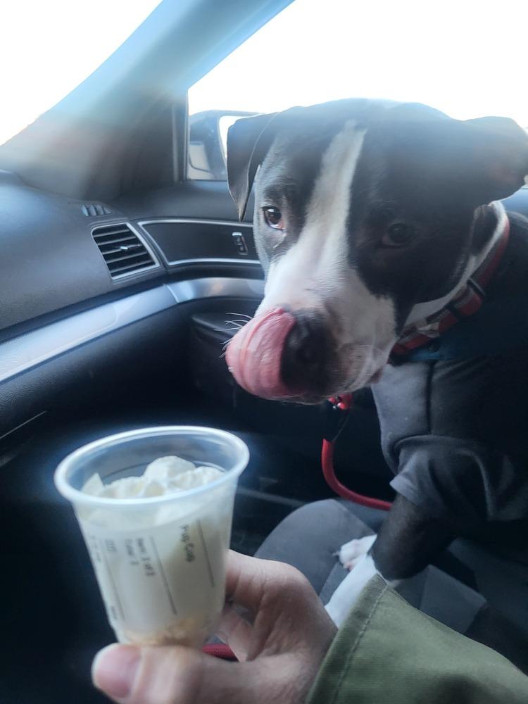 Enlarge Ferdinand, a Adoptable mixed breed in Clinton Township, MI image 1/6