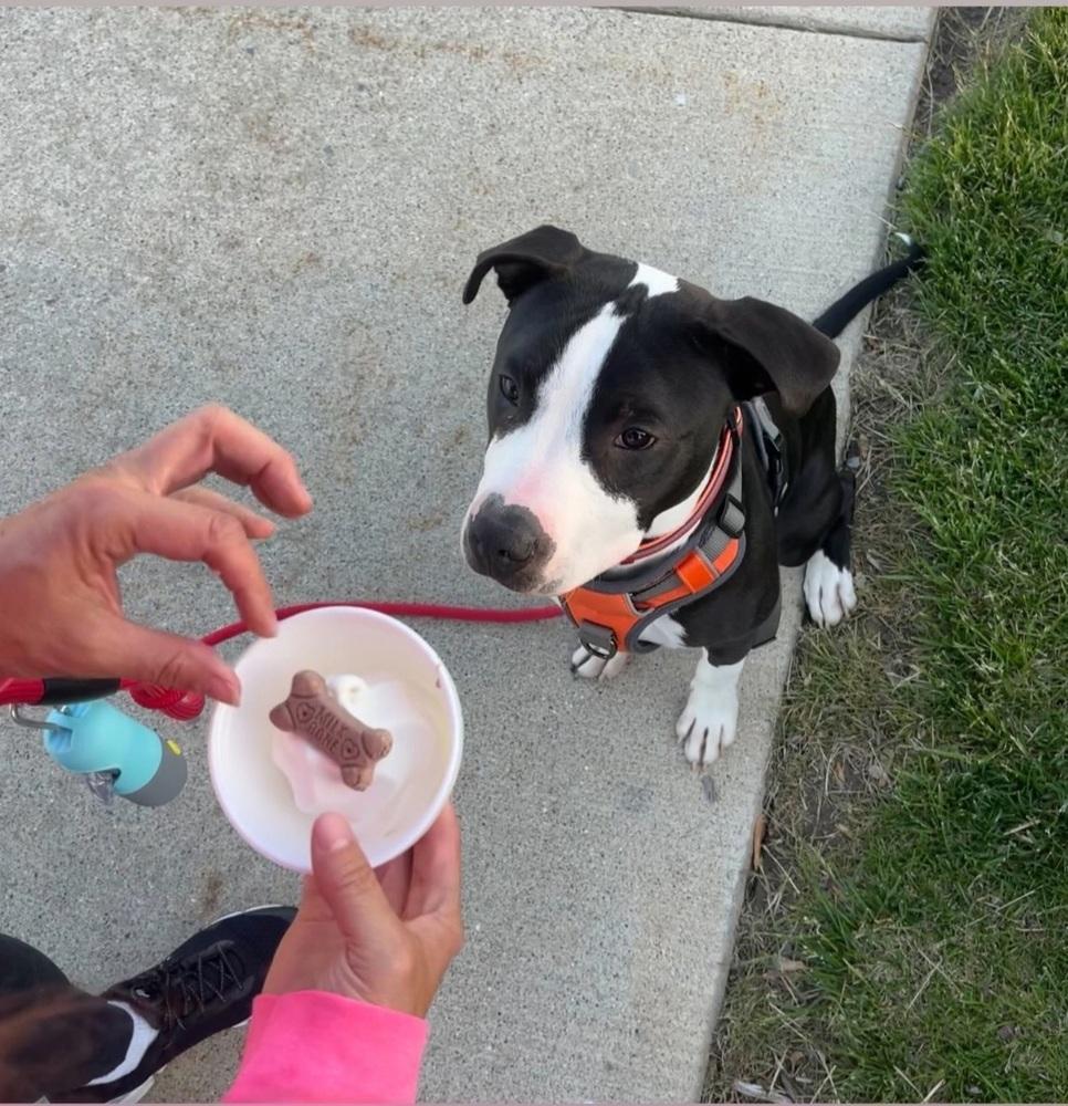 Enlarge Ferdinand, a Adoptable mixed breed in Clinton Township, MI image 2/6