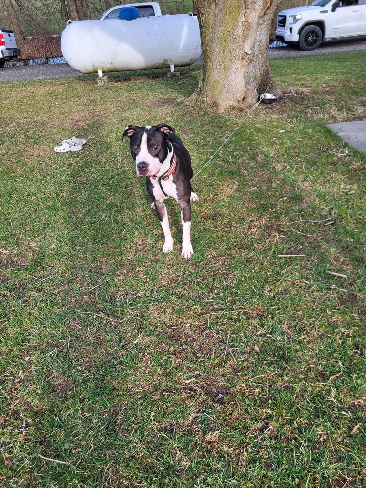 Enlarge Ferdinand, a Adoptable mixed breed in Clinton Township, MI image 3/6