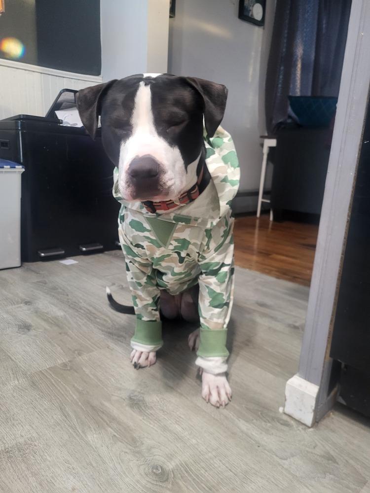 Enlarge Ferdinand, a Adoptable mixed breed in Clinton Township, MI image 3/6