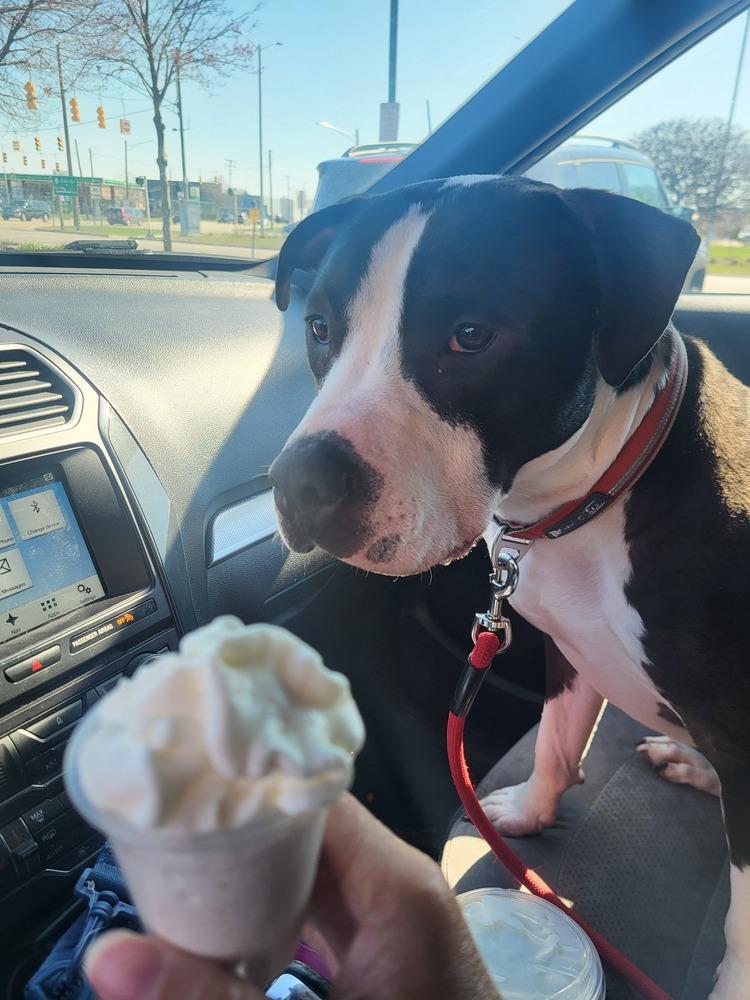 Enlarge Ferdinand, a Adoptable mixed breed in Clinton Township, MI image 5/6