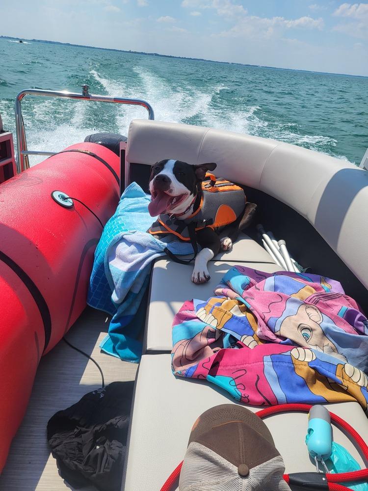 Enlarge Ferdinand, a Adoptable mixed breed in Clinton Township, MI image 4/6