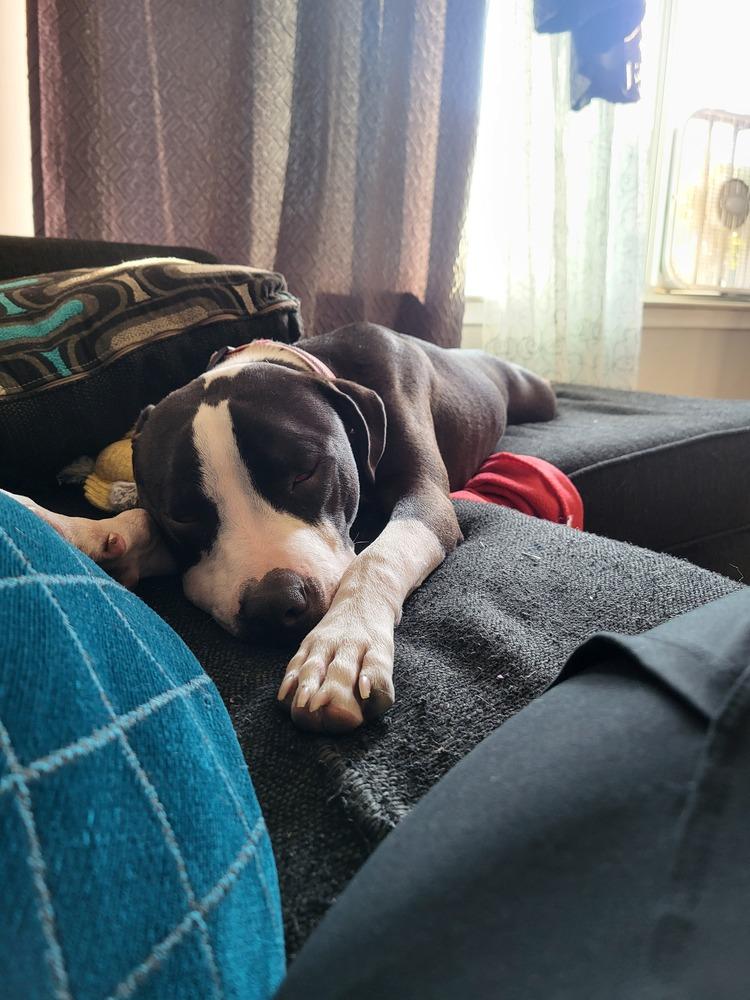 Enlarge Ferdinand, a Adoptable mixed breed in Clinton Township, MI image 5/6