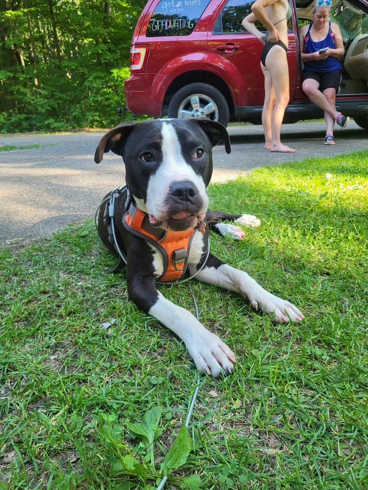 Enlarge Ferdinand, a Adoptable mixed breed in Clinton Township, MI image 6/6