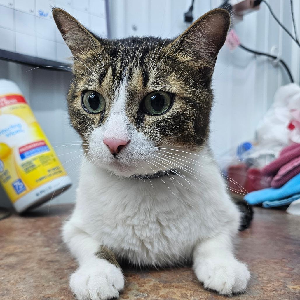 Enlarge Allen, a Adoptable Domestic Short Hair in Corydon, IN image 1/1