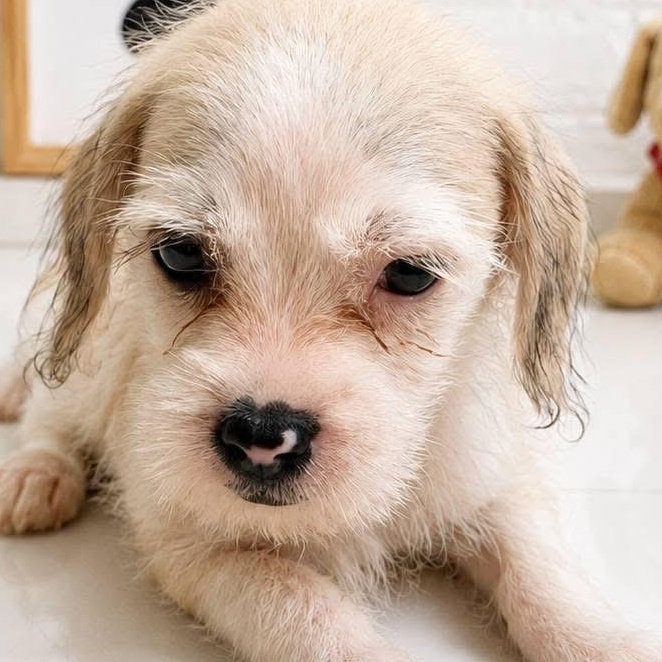 Enlarge MUFFIN (out of town), a Adopted mixed breed in New York, NY image 2/3