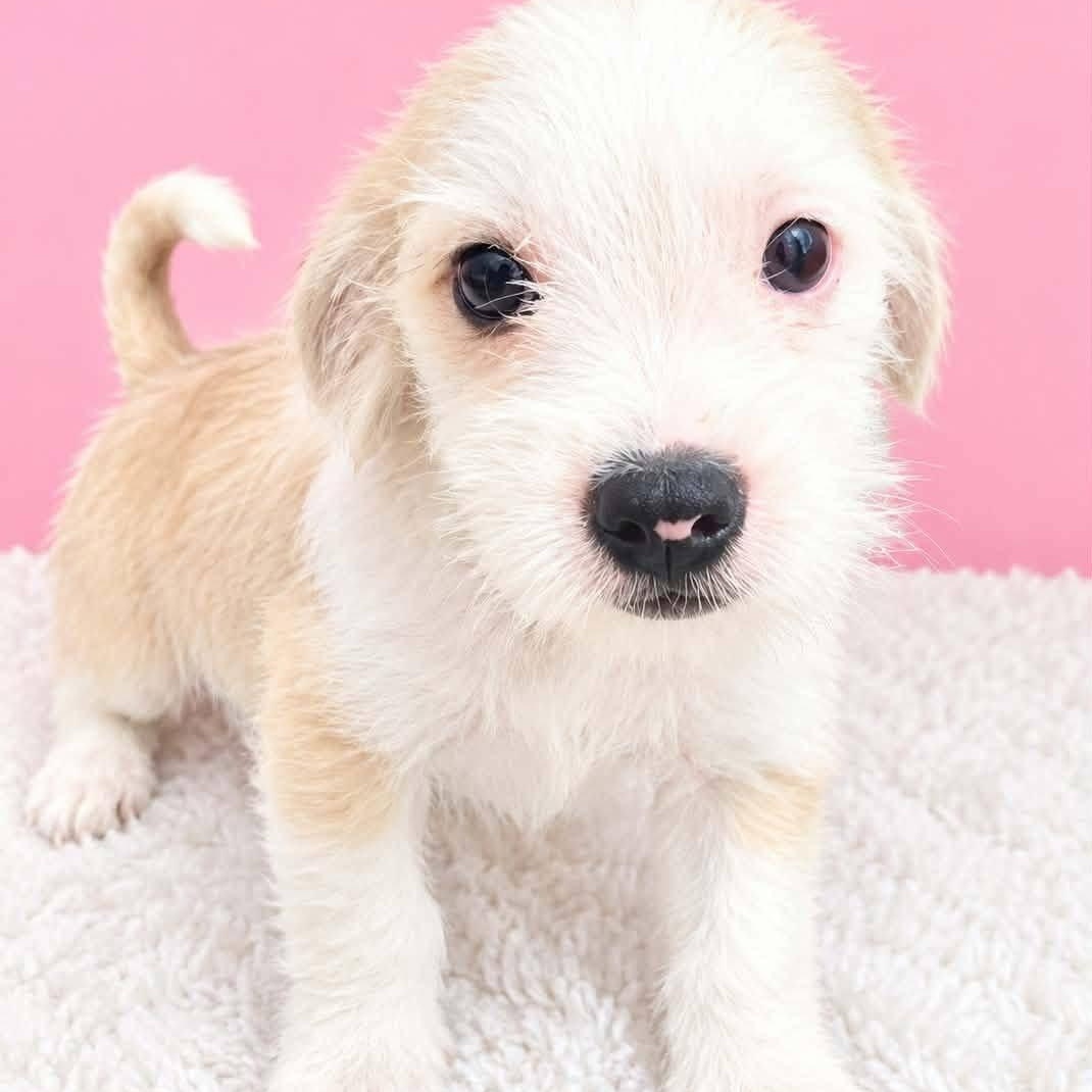 Enlarge MUFFIN (out of town), a Adopted mixed breed in New York, NY image 1/3
