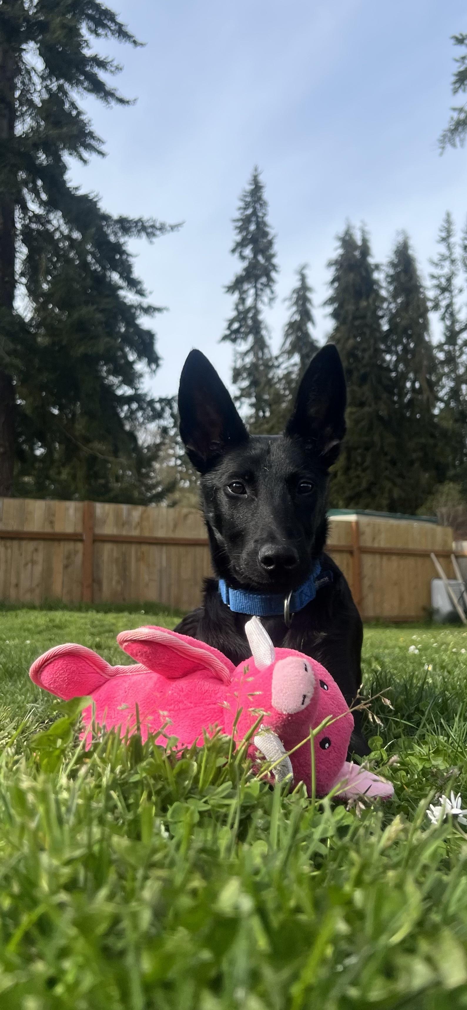Enlarge Jeffrey (In Foster), a Adoptable Belgian Shepherd / Malinois in Port Angeles, WA image 1/1