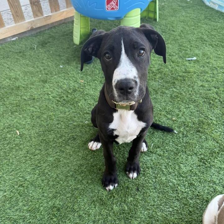 Cooper, Adoptable, Puppy Male Boxer.