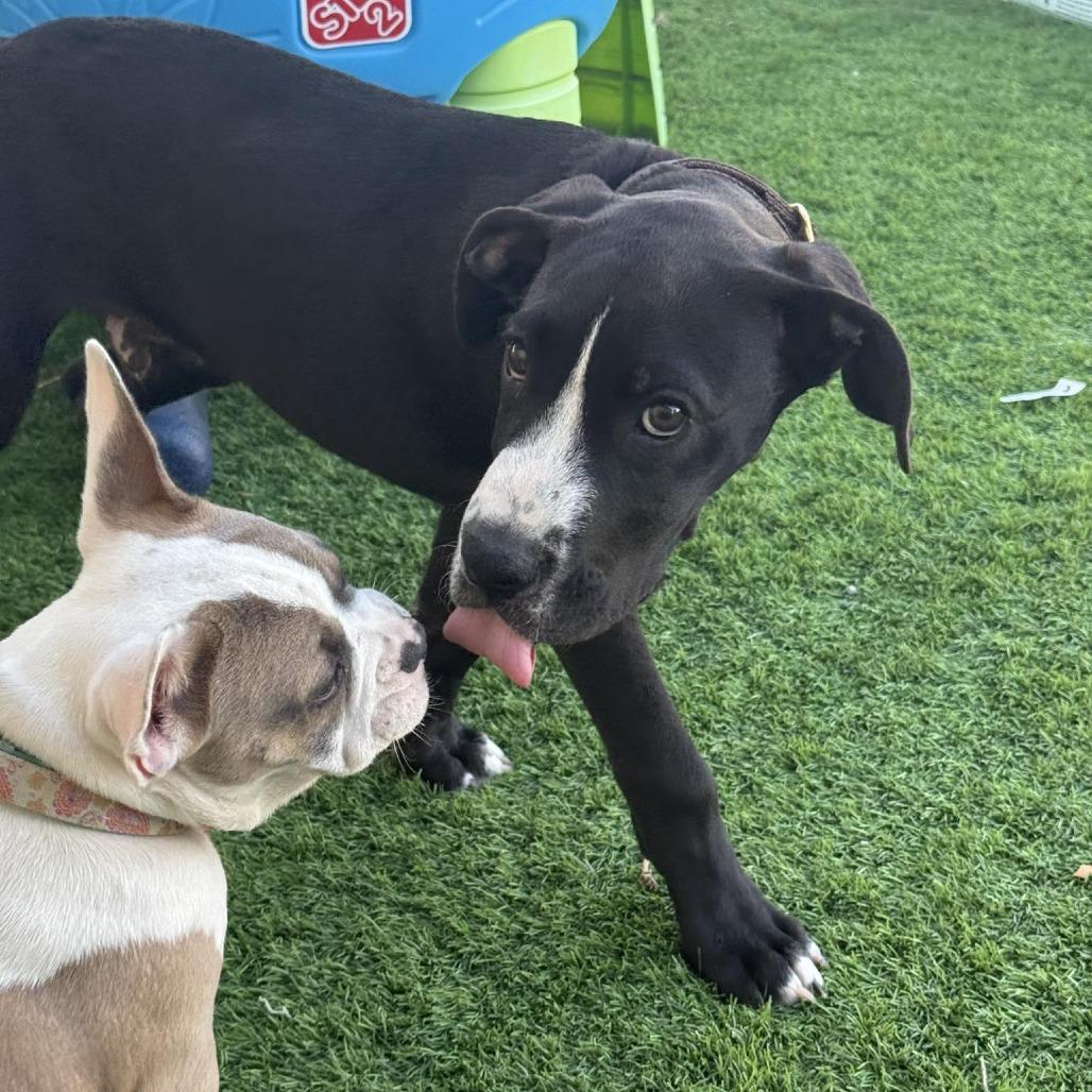 Enlarge Cooper, a Adoptable Boxer in McMinnville, OR image 2/4