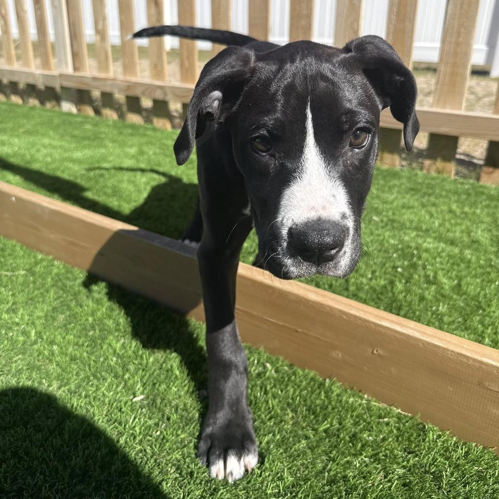Enlarge Cooper, a Adoptable Boxer in McMinnville, OR image 3/4