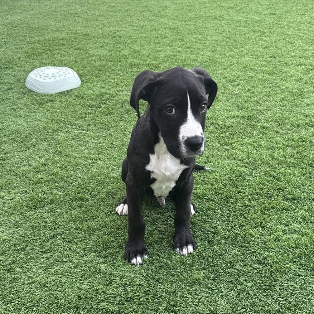 Enlarge Cooper, a Adoptable Boxer in McMinnville, OR image 4/4