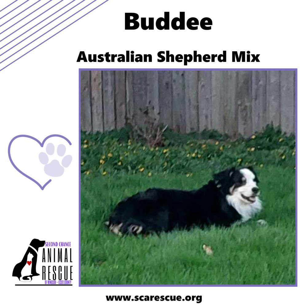 Buddee, a Adoptable mixed breed in Windsor, ON image 2/6