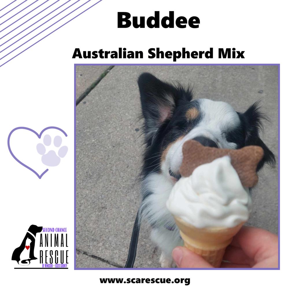 Buddee, a Adoptable mixed breed in Windsor, ON image 4/6
