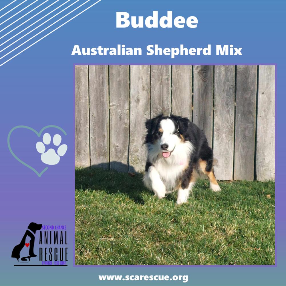 Buddee, a Adoptable mixed breed in Windsor, ON image 5/6