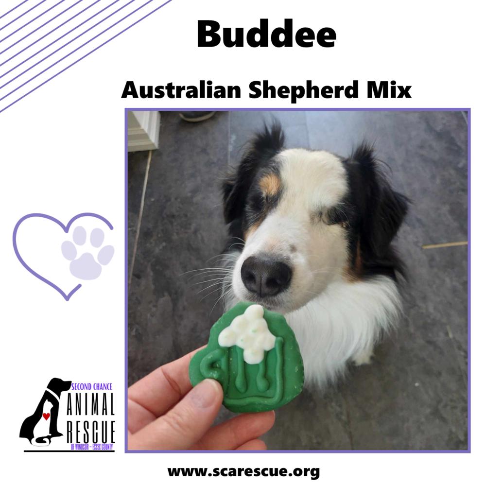 Buddee, a Adoptable mixed breed in Windsor, ON image 6/6