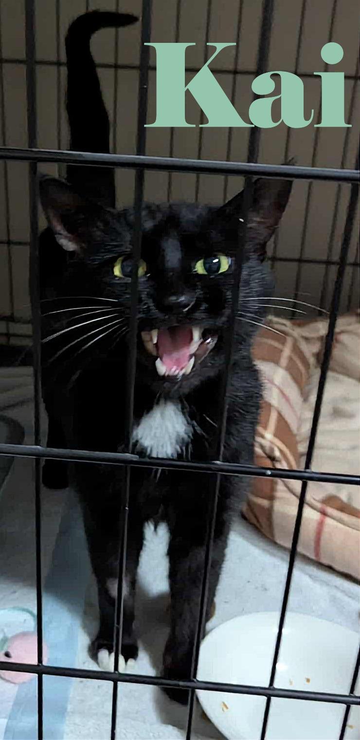 Kai, Adoptable, Young Male Domestic Short Hair.