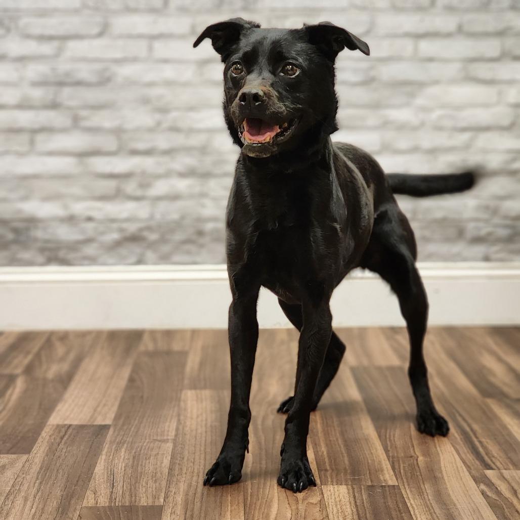 Gumdrop, Adoptable, Senior Female Mixed Breed.