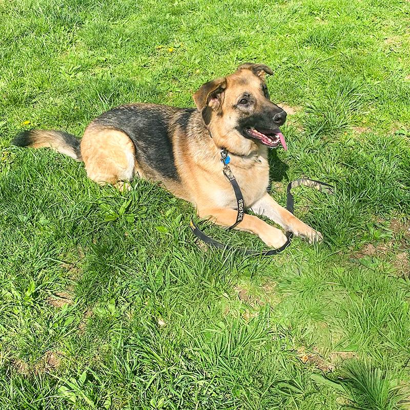 Maya, ADOPTABLE, Adult Female German Shepherd Dog.