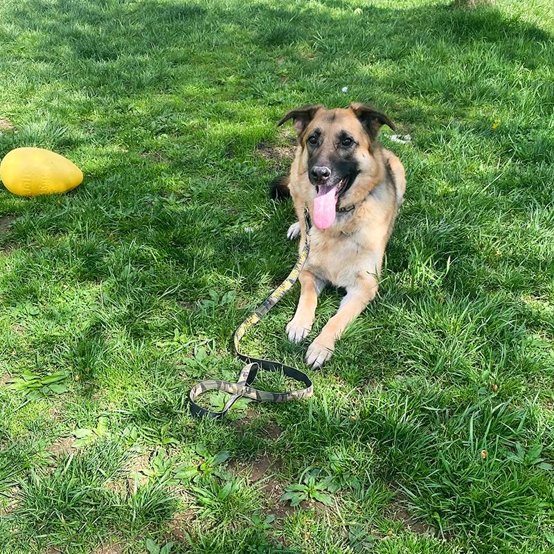 Maya, a ADOPTABLE German Shepherd Dog in Millburn, NJ image 2/5