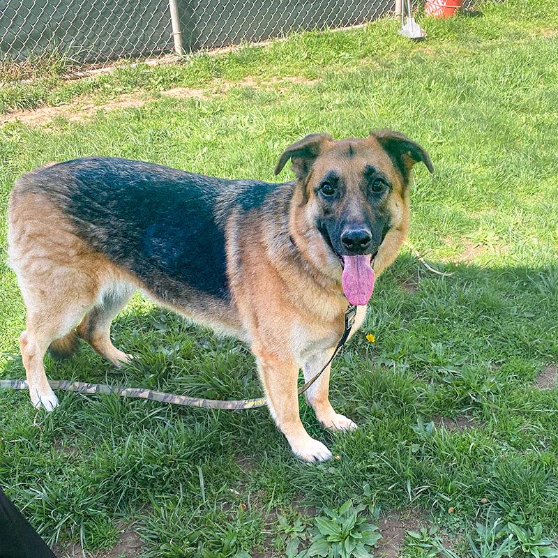 Maya, a ADOPTABLE German Shepherd Dog in Millburn, NJ image 4/5