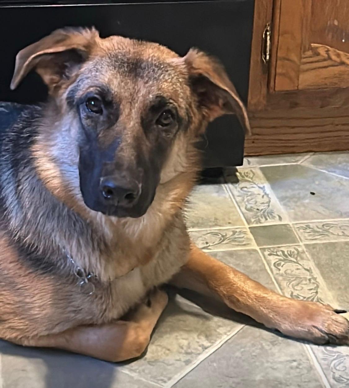 Maya, a ADOPTABLE German Shepherd Dog in Millburn, NJ image 5/5