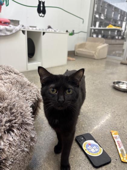 Ouija (T9), Adoptable, Adult Female Domestic Short Hair & Domestic Short Hair.