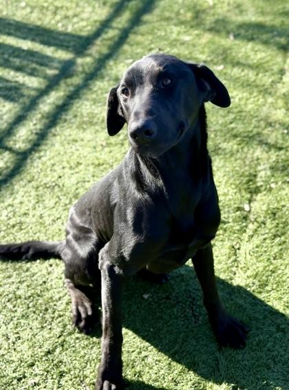 Enlarge Andrew, a ADOPTABLE mixed breed in Red Bluff, CA image 3/3