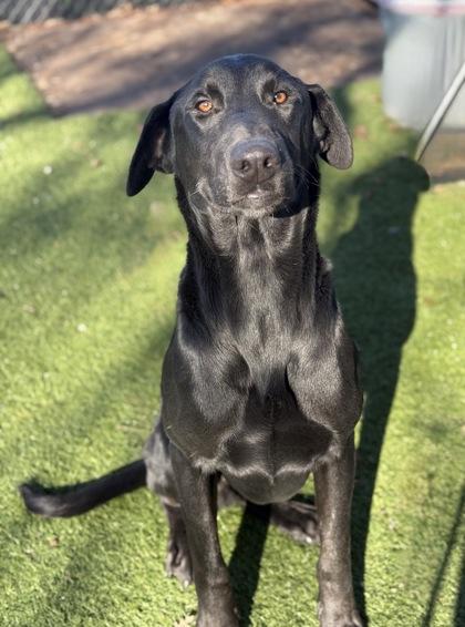 Andrew, ADOPTABLE, Young Male Doberman Pinscher.