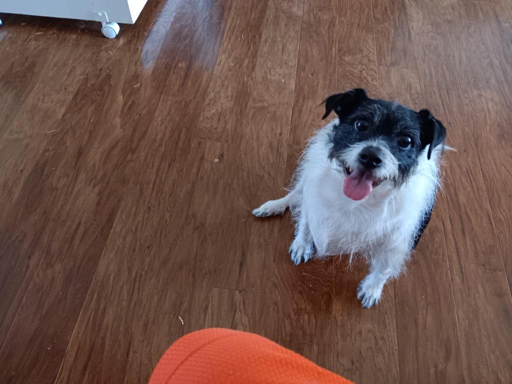 Samy, Adoptable, Senior Male Terrier.