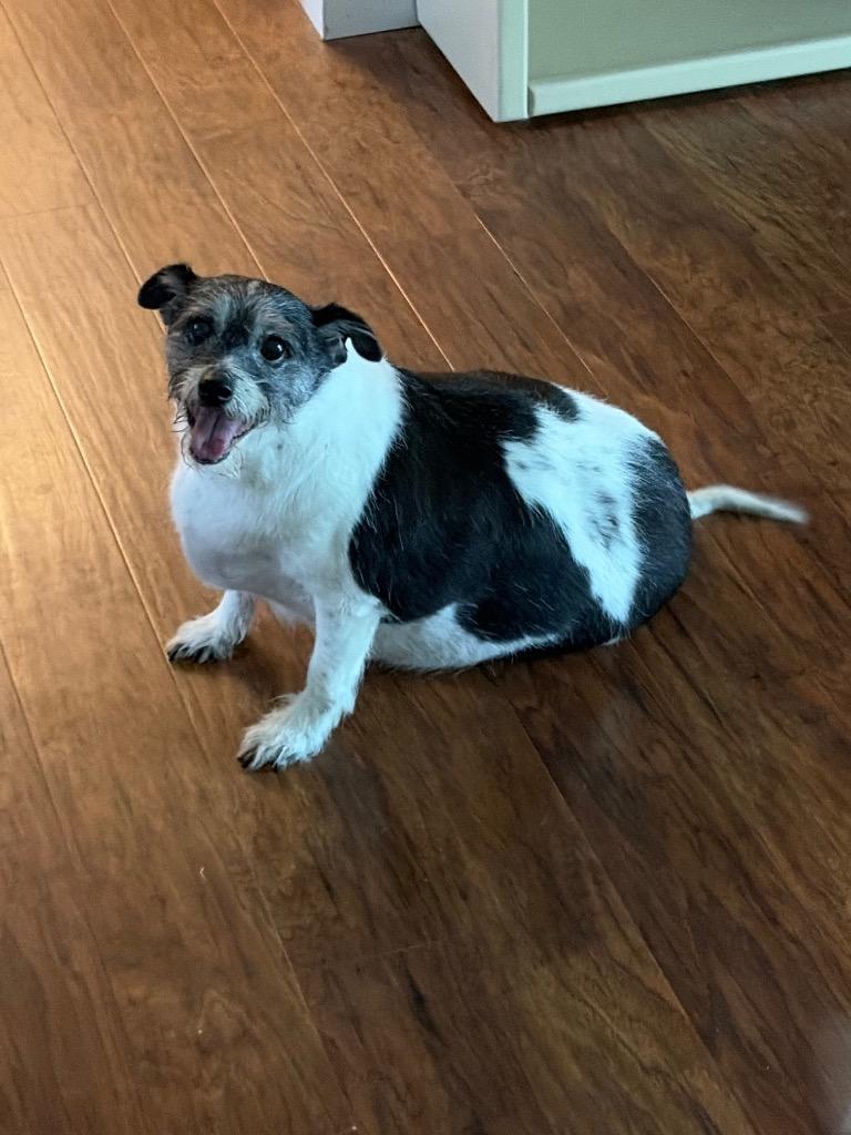 Enlarge Samy, a Adoptable mixed breed in Edmond, OK image 3/3