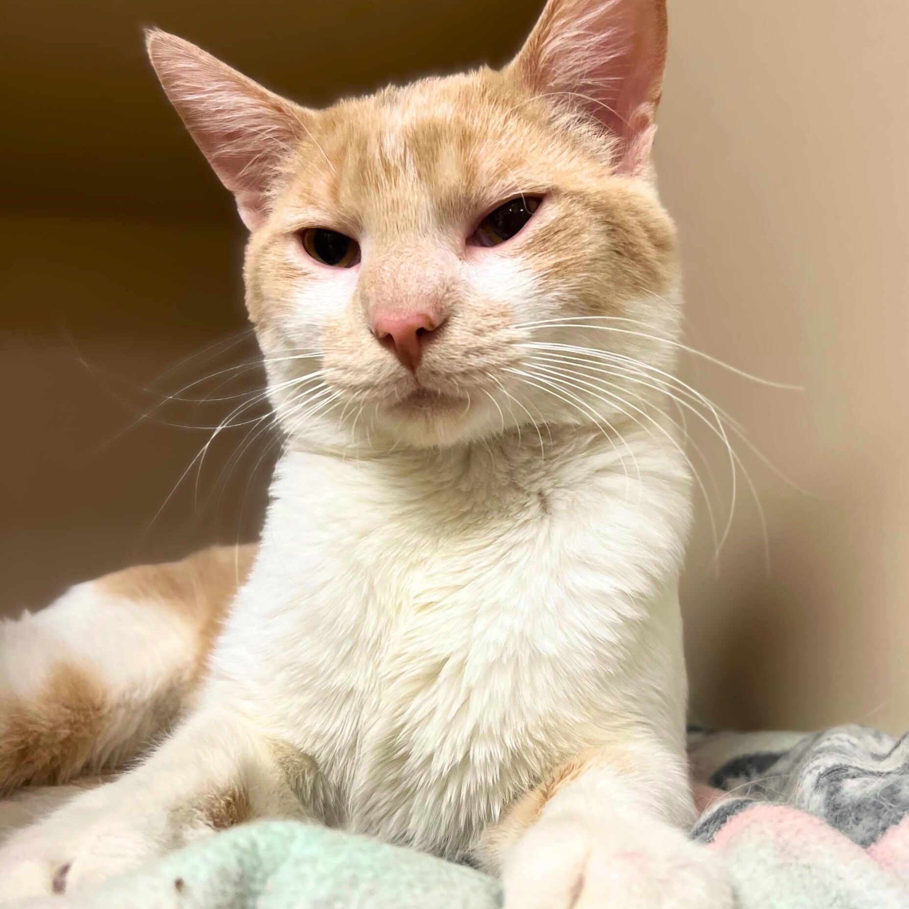 Enlarge Vincent, an adopted Domestic Short Hair in Quincy, IL image 2/2