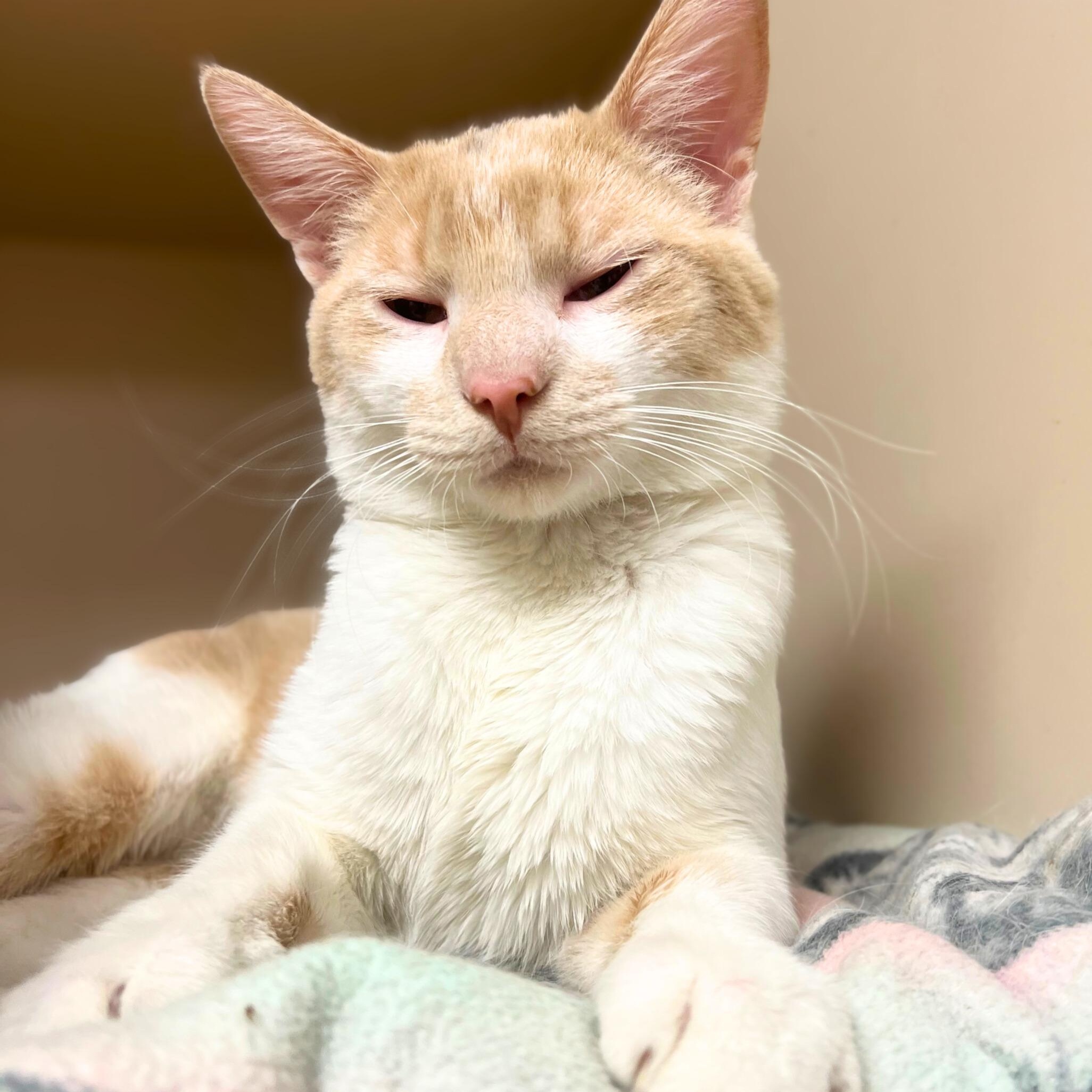 Vincent, adopted, Young Male Domestic Short Hair.