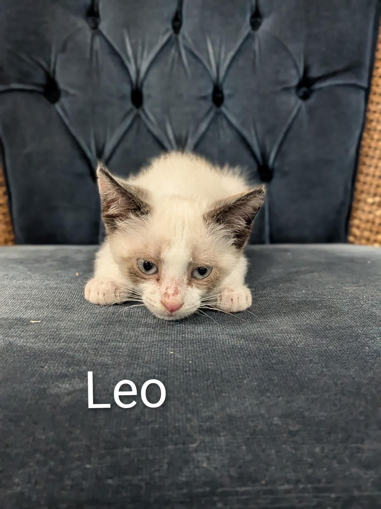 Leo, an adopted mixed breed in Malden, MA image 2/2