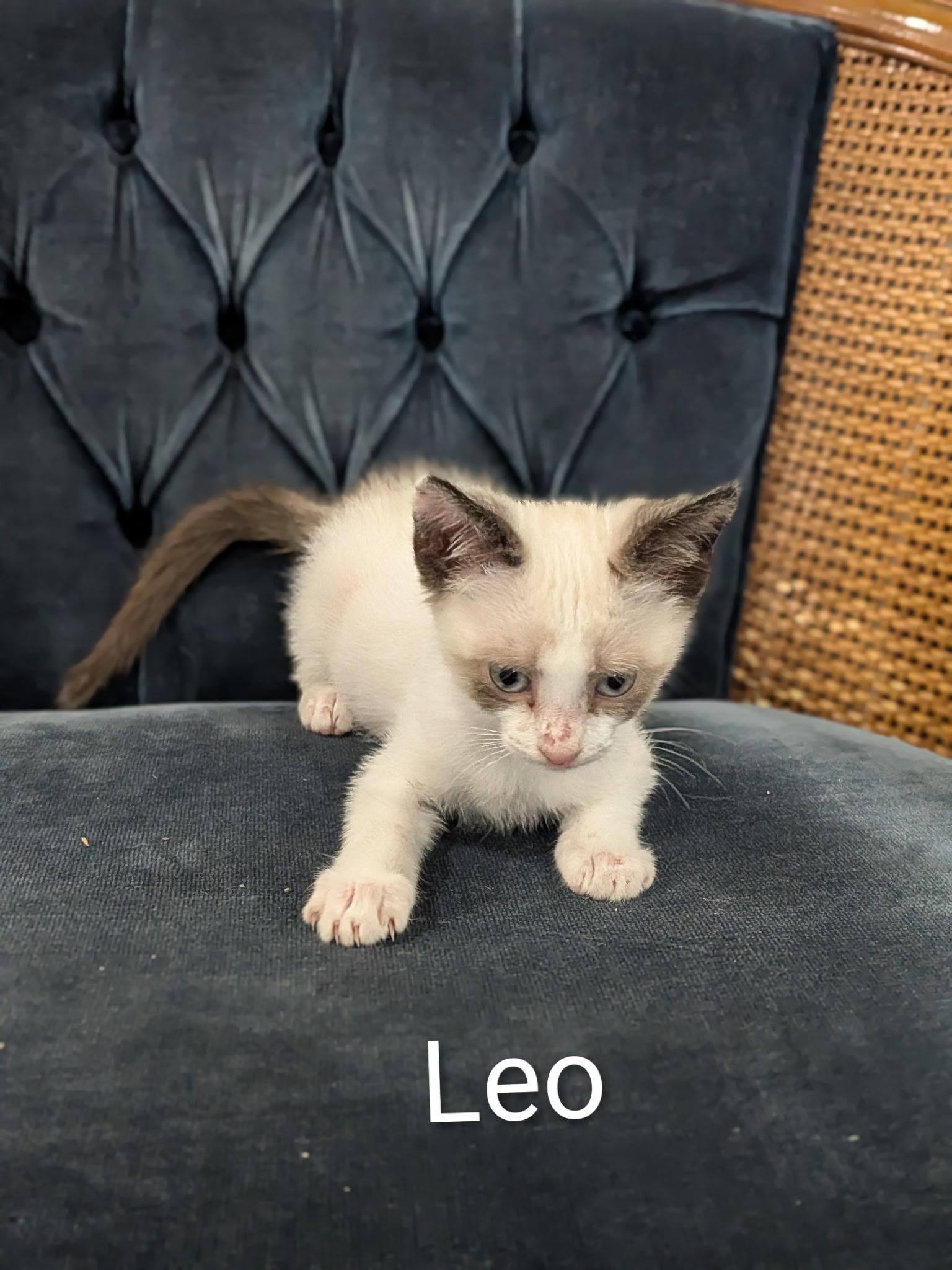 Leo, adopted, Kitten Male Siamese.