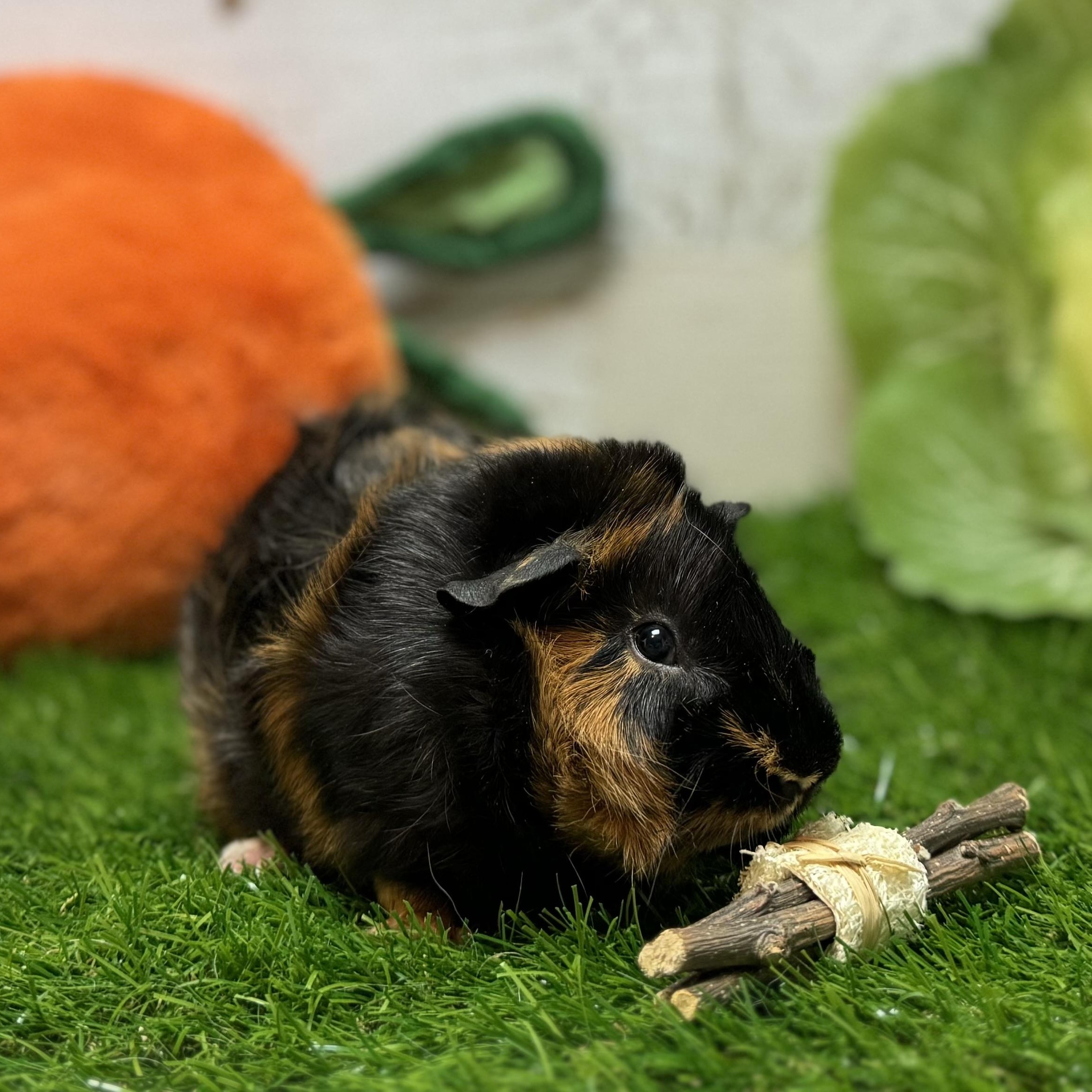Daytona, ADOPTABLE, Young Male Abyssinian.