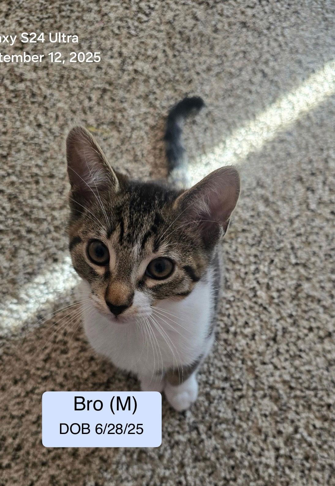 Bro, Adopted, Kitten Male Domestic Short Hair & Tabby.