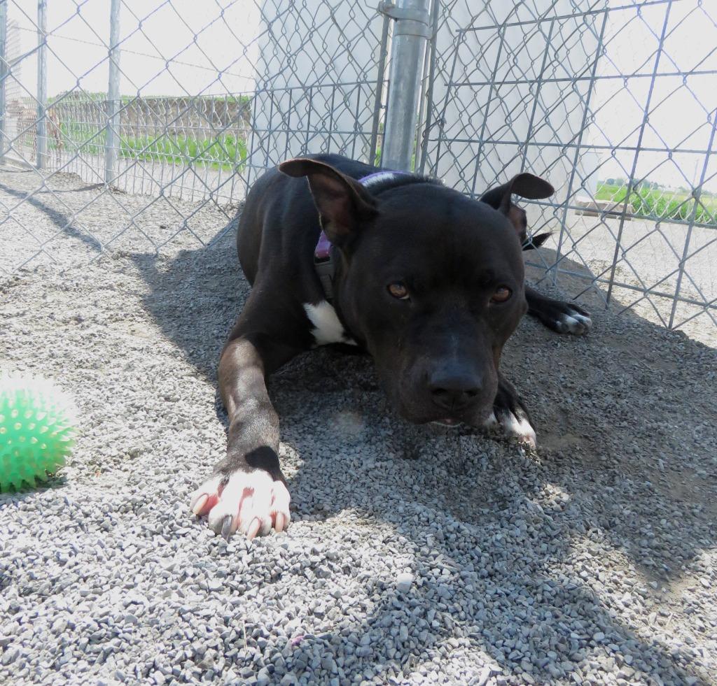 Enlarge Black Bird, a Adoptable Terrier in Van Wert, OH image 1/6