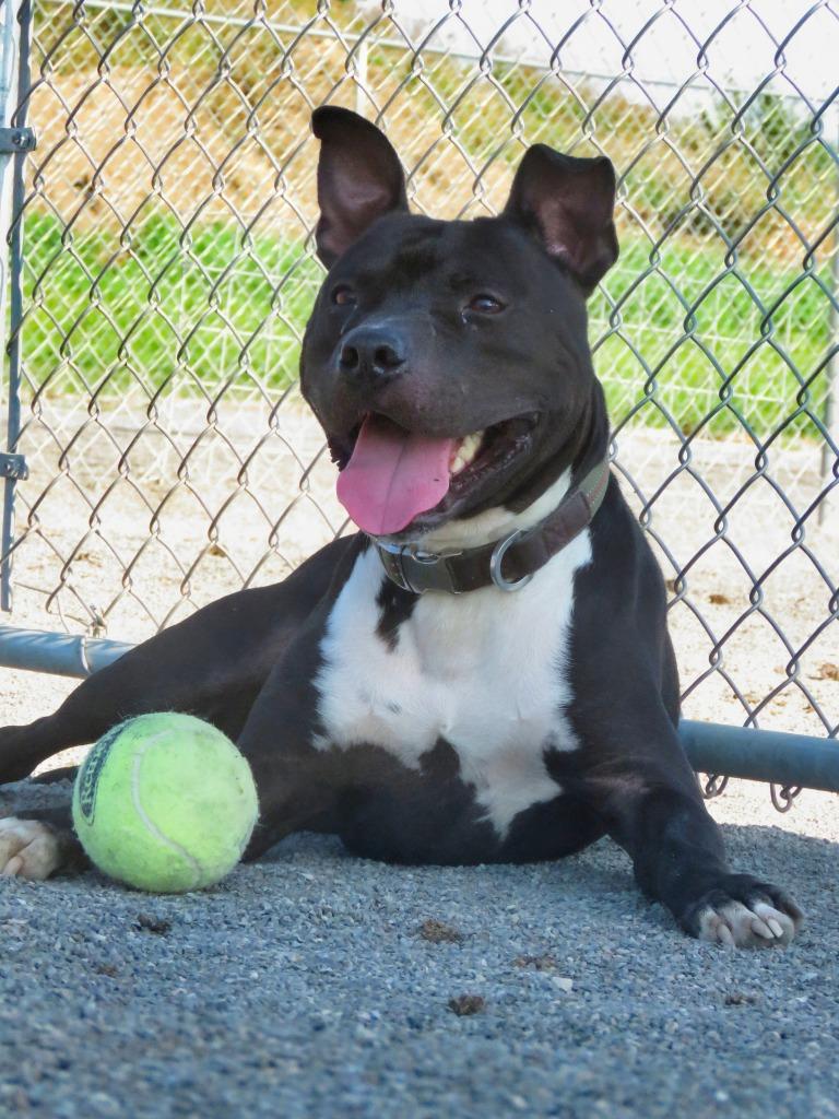 Enlarge Black Bird, a Adoptable Terrier in Van Wert, OH image 2/6