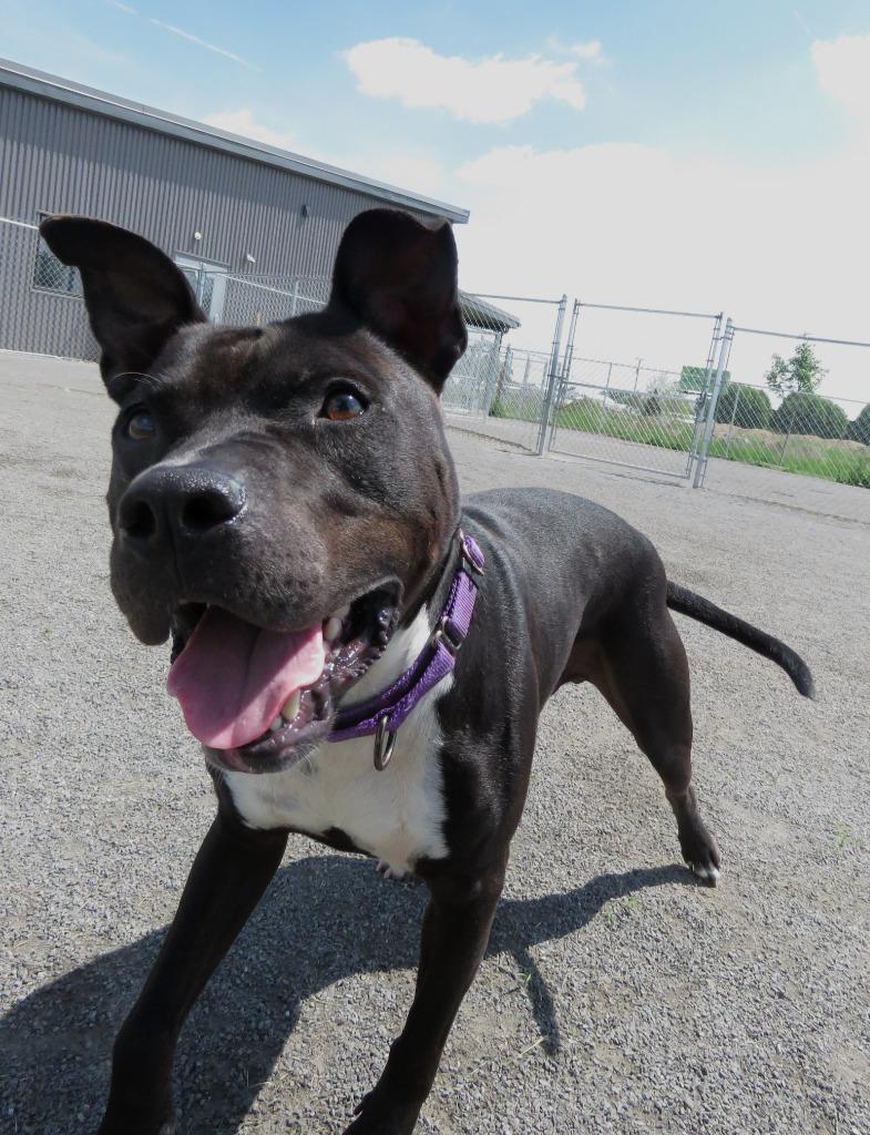 Enlarge Black Bird, a Adoptable Terrier in Van Wert, OH image 3/6