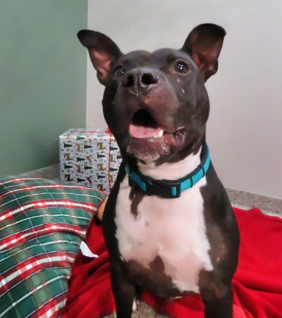 Enlarge Black Bird, a Adoptable Terrier in Van Wert, OH image 3/6