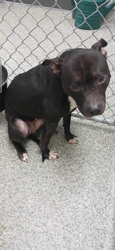 Enlarge Black Bird, a Adoptable Terrier in Van Wert, OH image 4/6