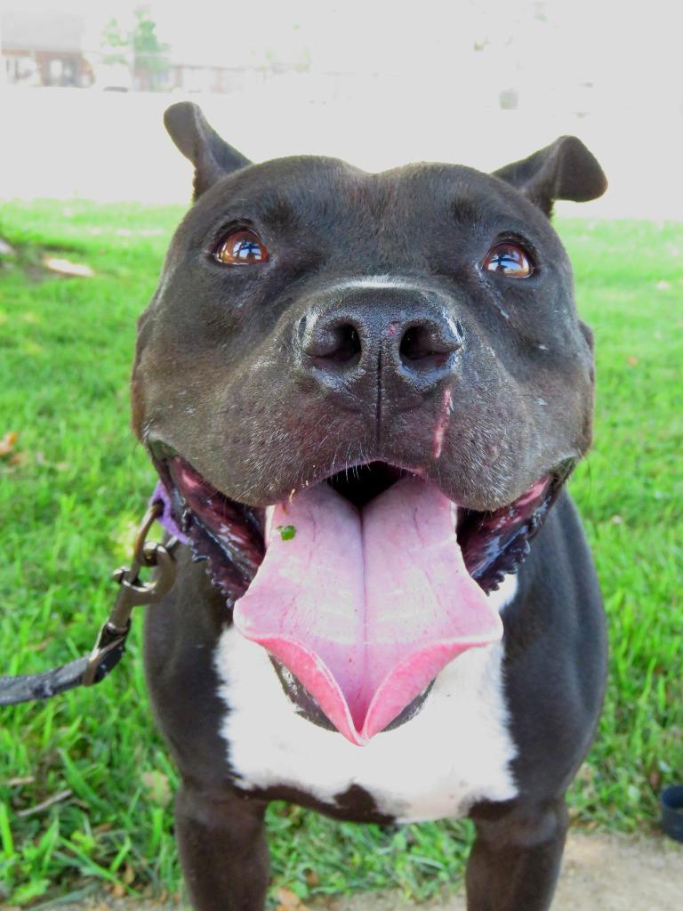 Enlarge Black Bird, a Adoptable Terrier in Van Wert, OH image 6/6